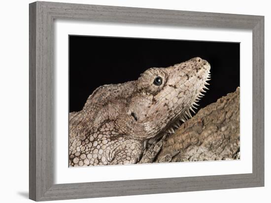 Cuban False Chameleon (Chamaeleolis), captive, Cuba, West Indies, Central America-Janette Hill-Framed Photographic Print