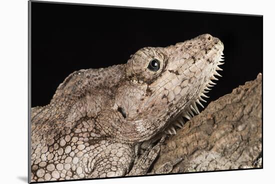 Cuban False Chameleon (Chamaeleolis), captive, Cuba, West Indies, Central America-Janette Hill-Mounted Photographic Print