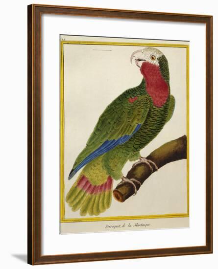 Cuban Parrot (Amazona Leucocephala)-null-Framed Giclee Print