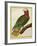 Cuban Parrot (Amazona Leucocephala)-null-Framed Giclee Print