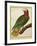 Cuban Parrot (Amazona Leucocephala)-null-Framed Giclee Print