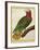 Cuban Parrot (Amazona Leucocephala)-null-Framed Giclee Print