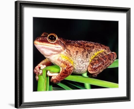 Cuban Tree Frog, Florida, USA-David Northcott-Framed Photographic Print