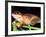 Cuban Tree Frog, Florida, USA-David Northcott-Framed Photographic Print