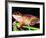 Cuban Tree Frog, Florida, USA-David Northcott-Framed Photographic Print