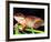 Cuban Tree Frog, Florida, USA-David Northcott-Framed Photographic Print