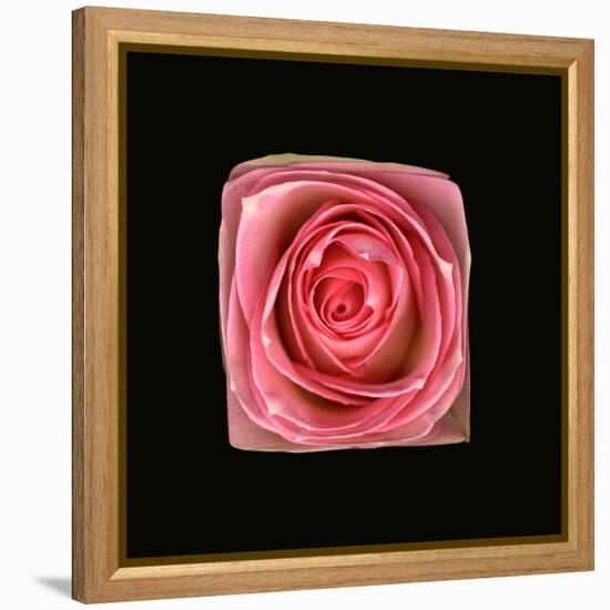 Cubic Pink Rose-Winfred Evers-Framed Premier Image Canvas