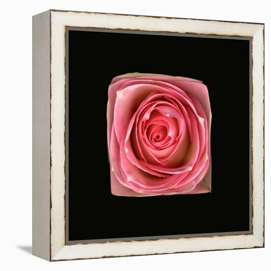 Cubic Pink Rose-Winfred Evers-Framed Premier Image Canvas