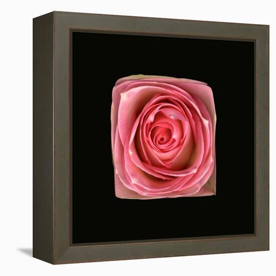 Cubic Pink Rose-Winfred Evers-Framed Premier Image Canvas