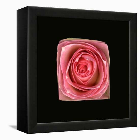 Cubic Pink Rose-Winfred Evers-Framed Premier Image Canvas