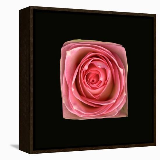 Cubic Pink Rose-Winfred Evers-Framed Premier Image Canvas