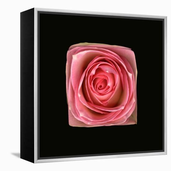 Cubic Pink Rose-Winfred Evers-Framed Premier Image Canvas