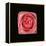 Cubic Pink Rose-Winfred Evers-Framed Premier Image Canvas