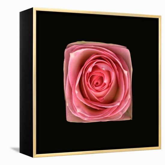 Cubic Pink Rose-Winfred Evers-Framed Premier Image Canvas