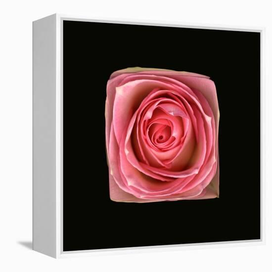 Cubic Pink Rose-Winfred Evers-Framed Premier Image Canvas