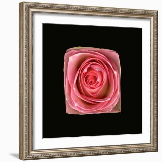 Cubic Pink Rose-Winfred Evers-Framed Photographic Print