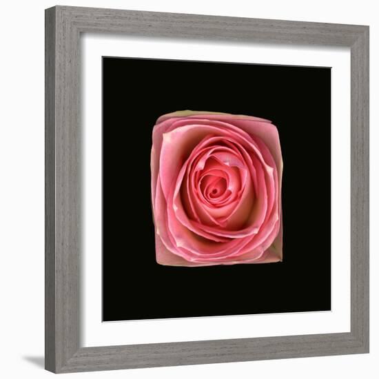 Cubic Pink Rose-Winfred Evers-Framed Photographic Print