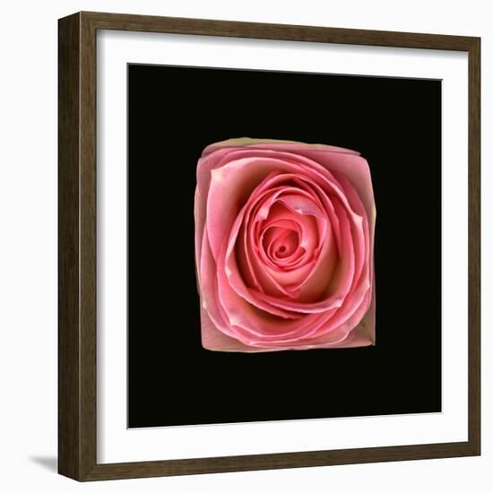 Cubic Pink Rose-Winfred Evers-Framed Photographic Print