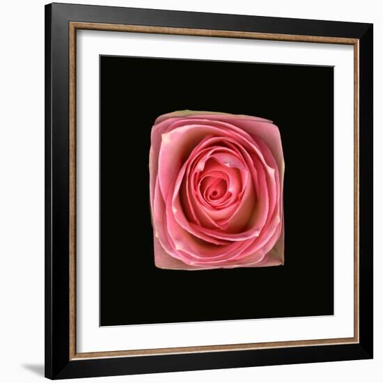 Cubic Pink Rose-Winfred Evers-Framed Photographic Print