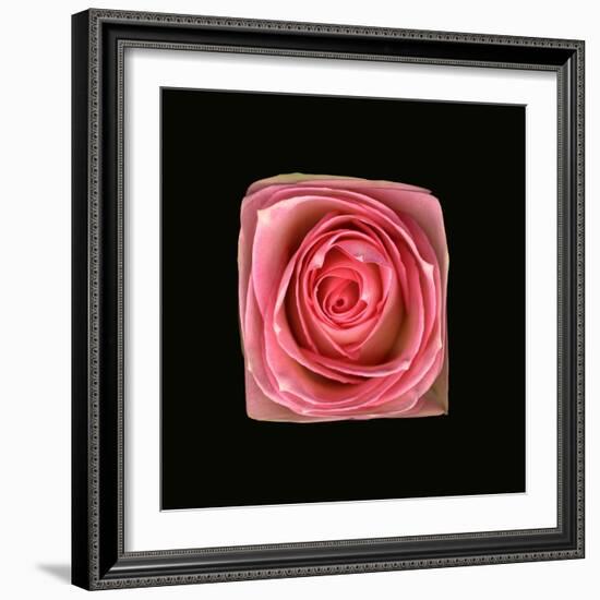 Cubic Pink Rose-Winfred Evers-Framed Photographic Print