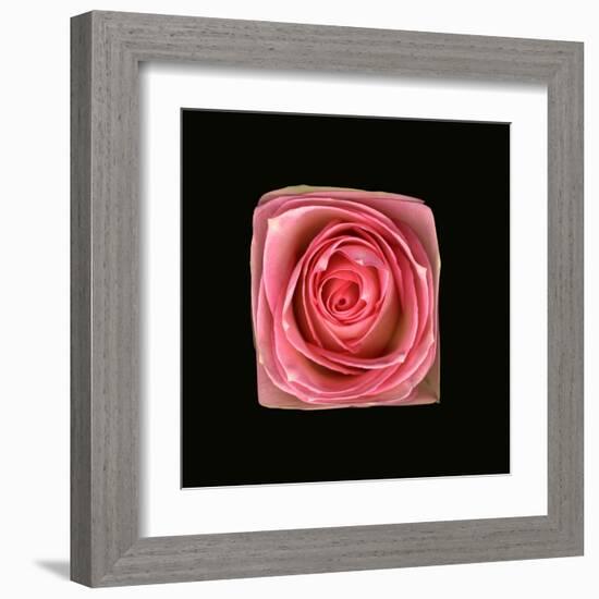 Cubic Pink Rose-Winfred Evers-Framed Premium Photographic Print