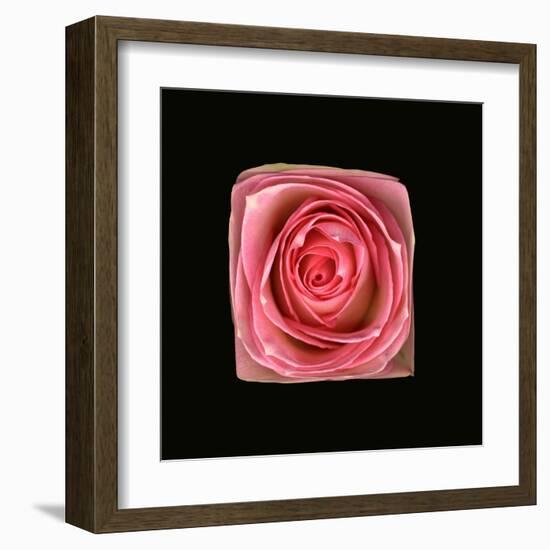 Cubic Pink Rose-Winfred Evers-Framed Premium Photographic Print