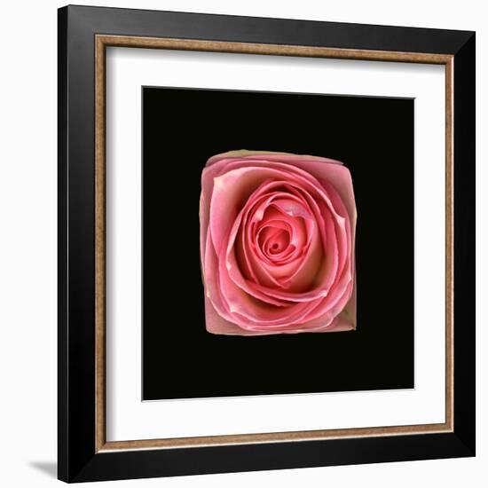 Cubic Pink Rose-Winfred Evers-Framed Premium Photographic Print