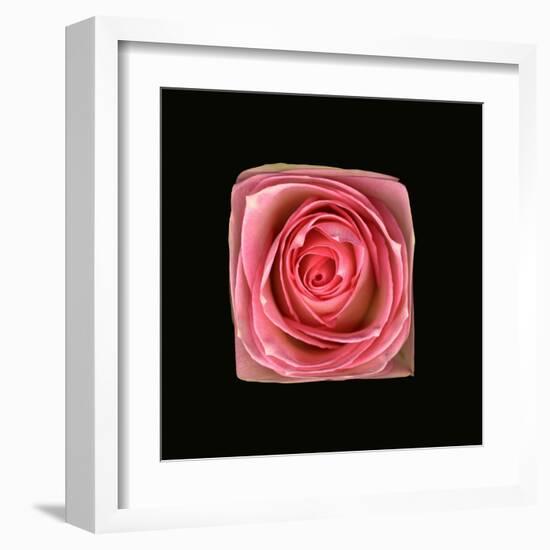 Cubic Pink Rose-Winfred Evers-Framed Premium Photographic Print