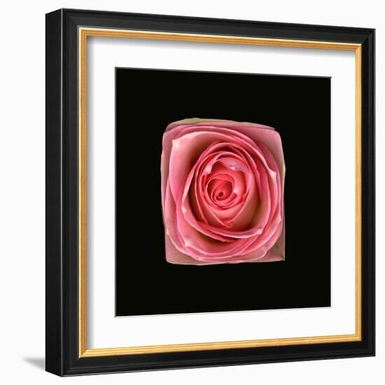 Cubic Pink Rose-Winfred Evers-Framed Premium Photographic Print