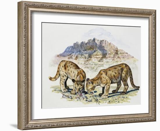 Cubs of Cougar, Puma or Mountain Lion (Puma Concolour), Felidae-null-Framed Giclee Print