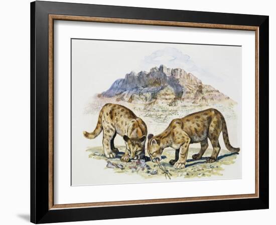 Cubs of Cougar, Puma or Mountain Lion (Puma Concolour), Felidae-null-Framed Giclee Print