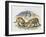 Cubs of Cougar, Puma or Mountain Lion (Puma Concolour), Felidae-null-Framed Giclee Print