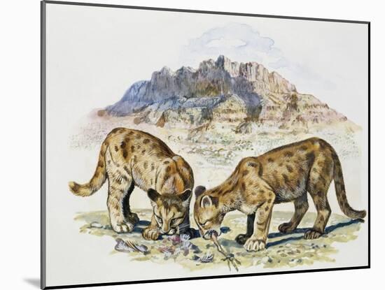 Cubs of Cougar, Puma or Mountain Lion (Puma Concolour), Felidae-null-Mounted Giclee Print