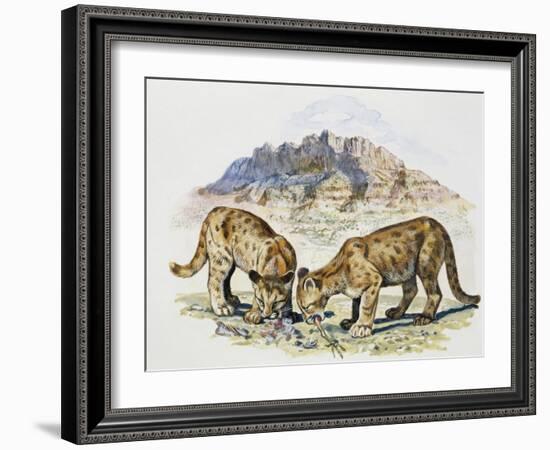 Cubs of Cougar, Puma or Mountain Lion (Puma Concolour), Felidae-null-Framed Giclee Print