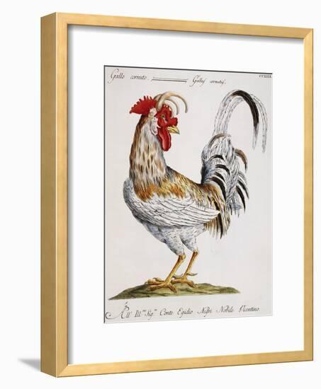 Cuckold Cock (Gallus Cornutus)-null-Framed Giclee Print