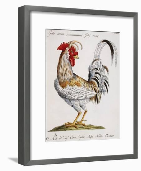 Cuckold Cock (Gallus Cornutus)-null-Framed Giclee Print