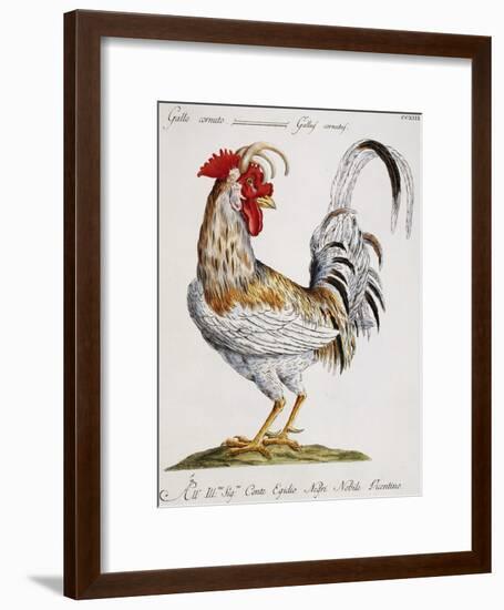 Cuckold Cock (Gallus Cornutus)-null-Framed Giclee Print