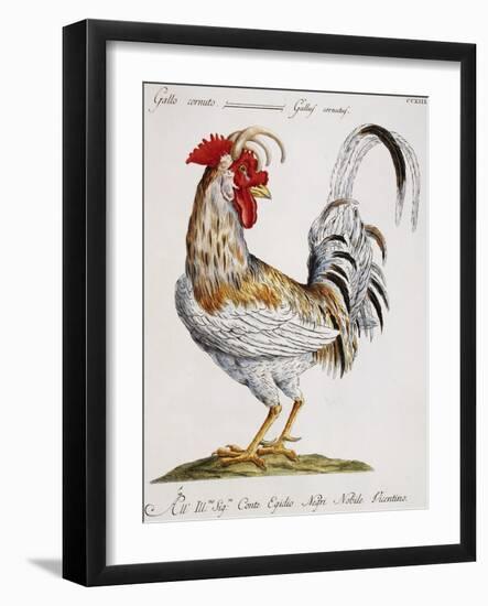 Cuckold Cock (Gallus Cornutus)-null-Framed Giclee Print