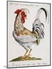 Cuckold Cock (Gallus Cornutus)-null-Mounted Giclee Print