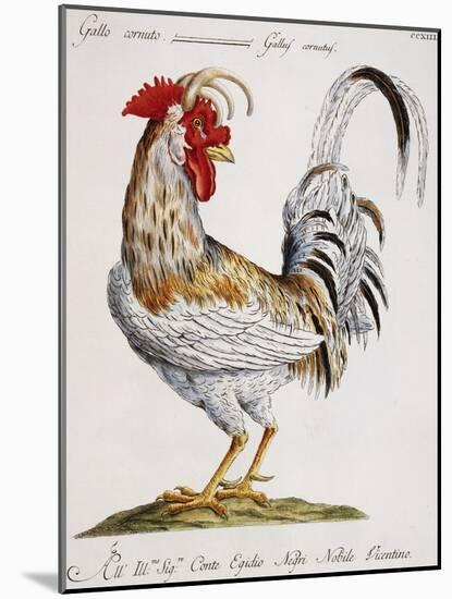 Cuckold Cock (Gallus Cornutus)-null-Mounted Giclee Print