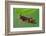 Cuckoo Bee roosting by clamping onto vegetation, UK-Andy Sands-Framed Photographic Print