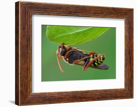 Cuckoo Bee roosting by clamping onto vegetation, UK-Andy Sands-Framed Photographic Print