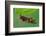 Cuckoo Bee roosting by clamping onto vegetation, UK-Andy Sands-Framed Photographic Print