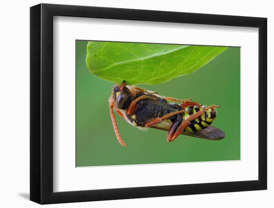 Cuckoo Bee roosting by clamping onto vegetation, UK-Andy Sands-Framed Photographic Print