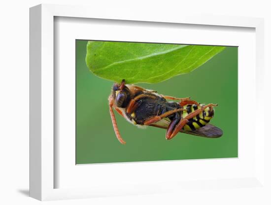 Cuckoo Bee roosting by clamping onto vegetation, UK-Andy Sands-Framed Photographic Print