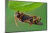 Cuckoo Bee roosting by clamping onto vegetation, UK-Andy Sands-Mounted Photographic Print