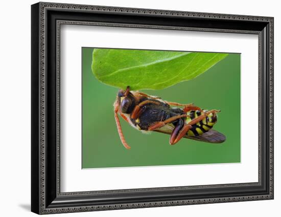 Cuckoo Bee roosting by clamping onto vegetation, UK-Andy Sands-Framed Photographic Print