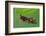 Cuckoo Bee roosting by clamping onto vegetation, UK-Andy Sands-Framed Photographic Print