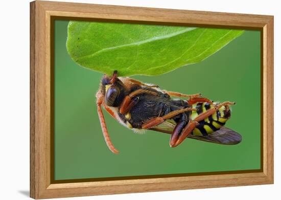 Cuckoo Bee roosting by clamping onto vegetation, UK-Andy Sands-Framed Premier Image Canvas