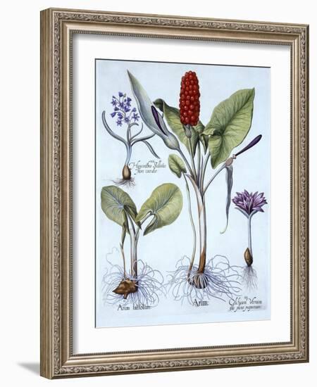 Cuckoo Pint, Spring Meadow Saffron, Star Hyacinth, from 'Hortus Eystettensis', by Basil Besler (156-German School-Framed Giclee Print